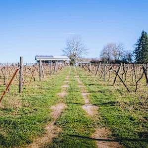 I love the feel of the Vineyard so much.