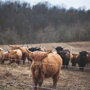 animal cattle