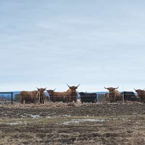 Highland cattle just munchin' on some hay bails