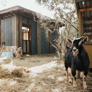 animal goat