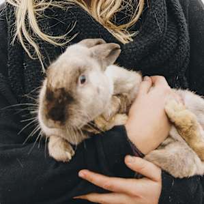 animal rabbit