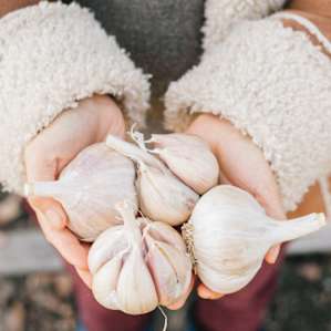 Green Mantis Farm is proud of their high quality sheep and their enormous German hardy garlic! As a gardener, I begged for a few heads to take home to plant.