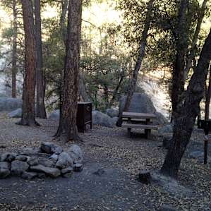 Campsite in the trees