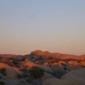Joshua Tree sunrise