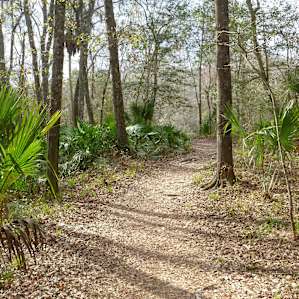 saw palmetto trail