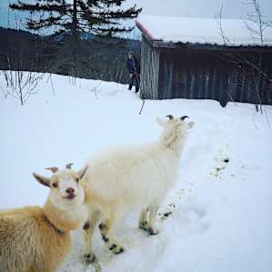 Hide and goat seek (they like this game).