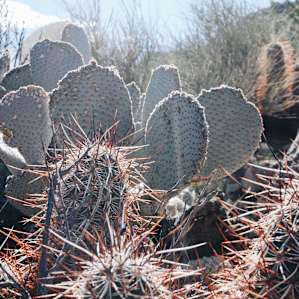 Variety of cactus and plants on the property