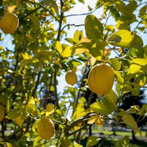 The property has all sorts of gorgeous plants, including a few beautiful lemon trees!
