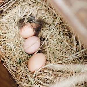 The chickens are always leaving little gifts