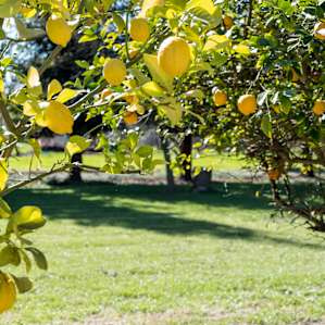 The fruit trees border the tent only sites.