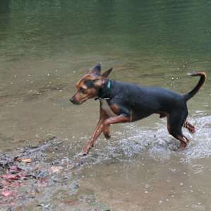 A little off-leash action in a secluded area of the lake