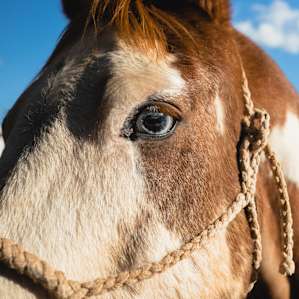 This horse has one blue eye and one brown eye