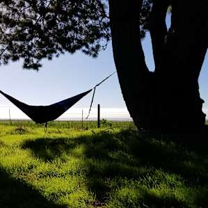Trees are perfect for hammocks.
