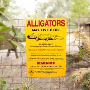 Well, that would've been exciting! But no gators in the pond during our visit :)