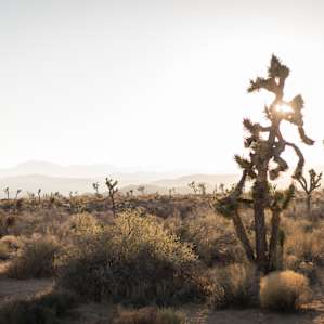 You're right in front of Joshua Tree National Park