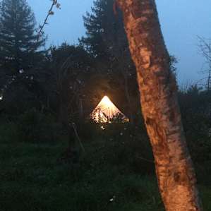 Tree Canopy Shangri-la