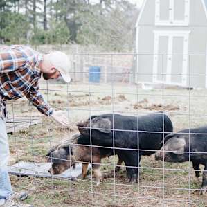 Lakeside Pigs Pears & Fishing
