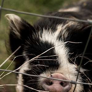 animal pig