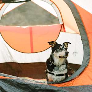 tent dog animal