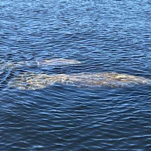 Manatee Springs