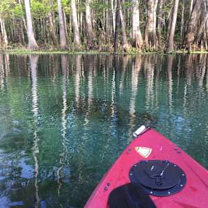 Manatee off the port bow!