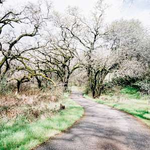 Gorgeous hiking trail through oak trees at Sundial Bridge, just a 10 minute drive from Roadrunner Farm.