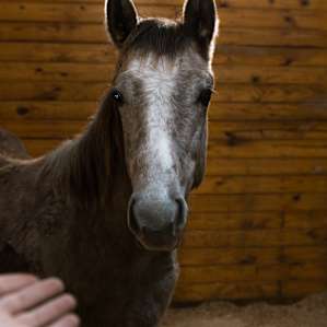 horse animal