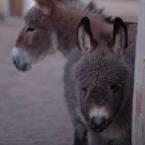 Camels and a Yurt