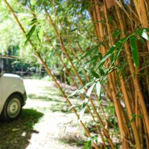 Bamboo in Florida?! Cool!