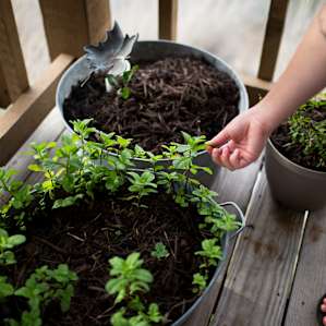 Fresh mint on the porch.