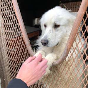 Faith, the nicest dog around.