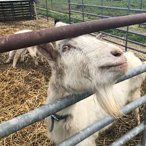 Bar SZ Ranch - It's An Experience