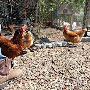 farm animal chickens