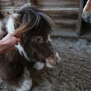 The two miniature horses were so gentle.