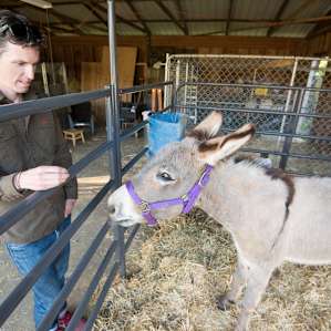 The burro likes carrots better than apples, if you happen to have any.