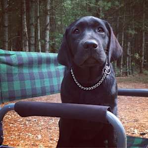 Great news! You can bring your pet camping with you at Burlingame State Park Campground.