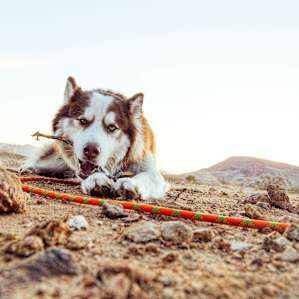 LOTS of dog-approved sticks on the property!