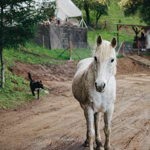 very friendly horses! They walked right up to me and my dogs to say hello