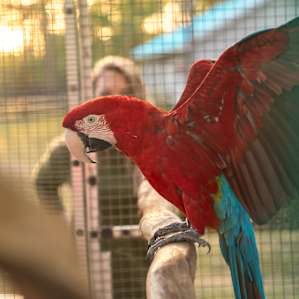 Their birds are beautiful