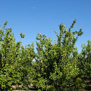 Lemon trees!