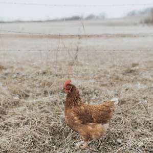The farm has plenty of free range organic animals including chickens and cows!