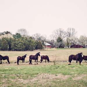 The herd and their new friend