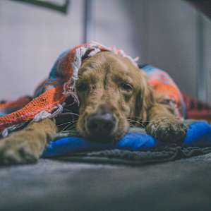 Ruxpin stays warm at night
