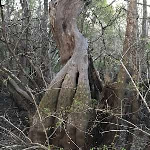 Old-growth cypress trees on the adjacent nature preserve