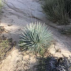 High desert flora