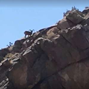 Big Horn Sheep - saw on a hike directly from our campsite!