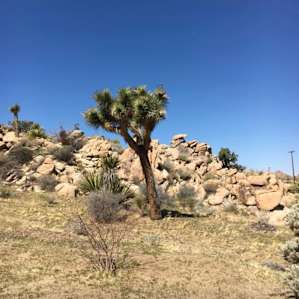 Joshua Tree!