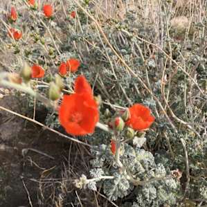 Poppy Flowers in Bloom!