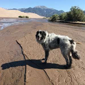 Pinon Flats Campground