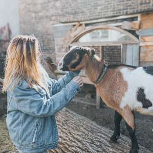 You can go into the pen and hang out with the goats and chickens. You can even collect fresh eggs for breakfast!